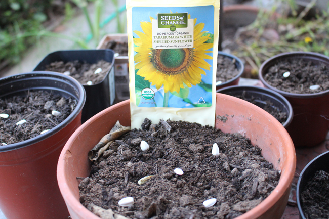 650 planting sunflower seeds