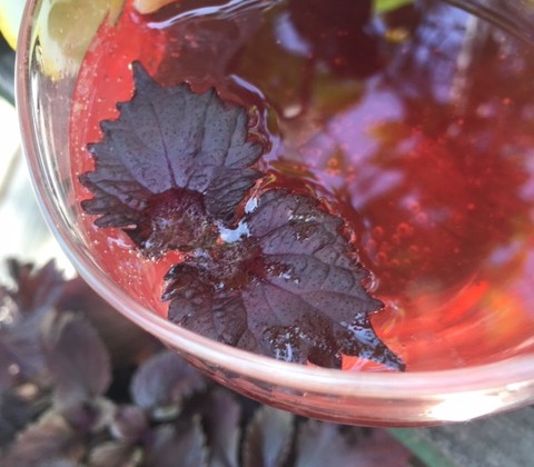 赤紫蘇ジュース作り 夏の美味しいレメディードリンク Sanae Healing 幸せの種